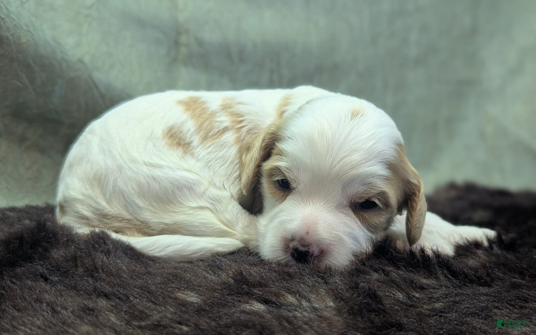 Cockapoo dogs for sale: Hiccup - Image 4