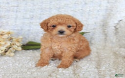 Toy Poodle dogs for sale: Bodhi - Image 4
