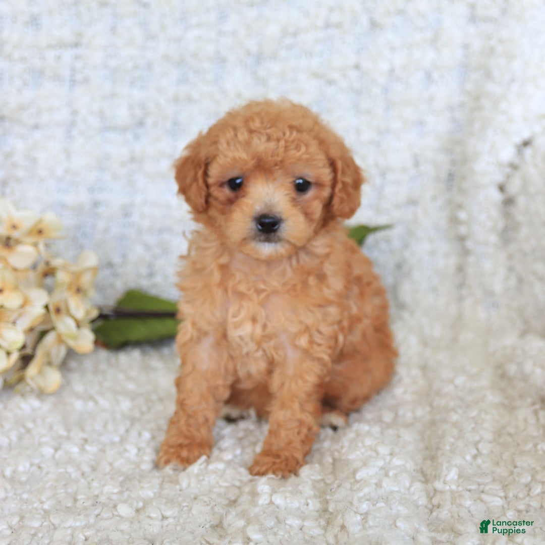 Toy Poodle dogs for sale: Bodhi - Image 4