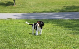 Cavalier King Charles Spaniel dogs for sale: Toby - Image 29