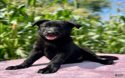 German Shepherd dogs for sale: Shadow - Image 3