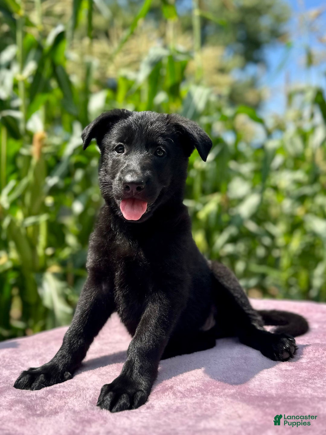 German Shepherd dogs for sale: Shadow - Image 3