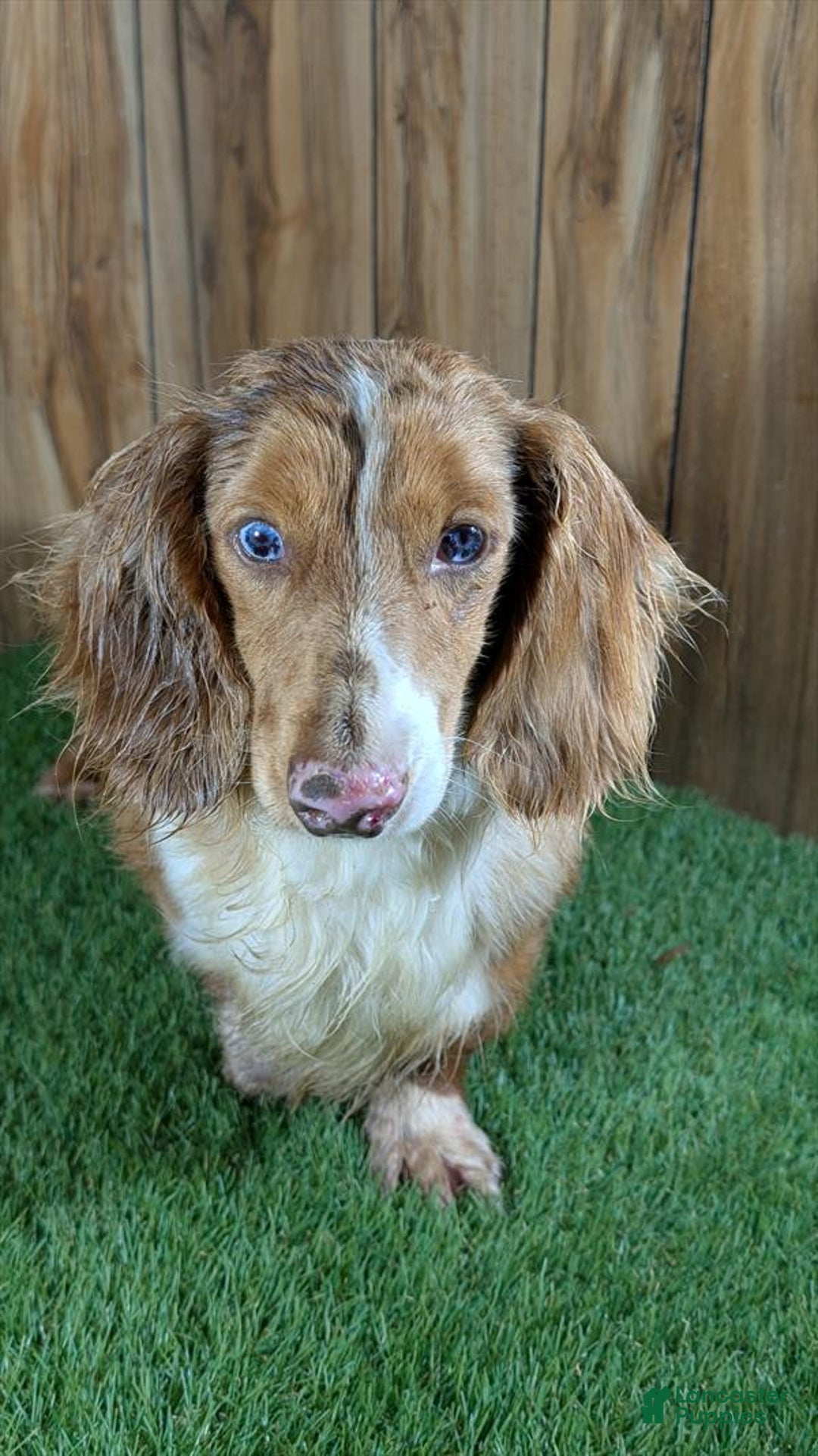 Dachshund dogs for sale: Tiny Girl 2 - Image 6