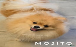 Pomeranian dogs for sale: Mojito  Sweet Boy  Crate And Dog Door Trained - Image 1