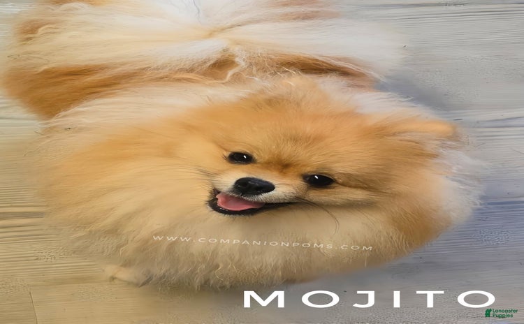 Pomeranian dogs for sale - Ad 3