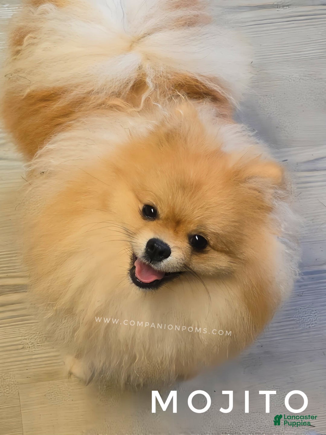Pomeranian dogs for sale: Mojito  Sweet Boy  Crate And Dog Door Trained - Image 1