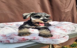 Miniature Schnauzer dogs for sale: Piper - Image 2