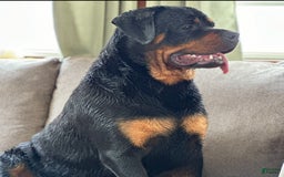 Rottweiler dogs for sale: Briggs - Image 8