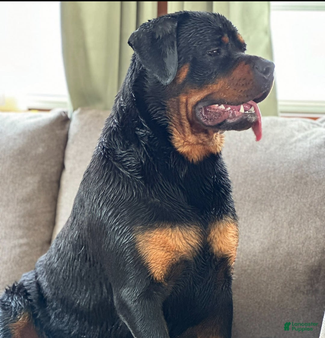 Rottweiler dogs for sale: Briggs - Image 8