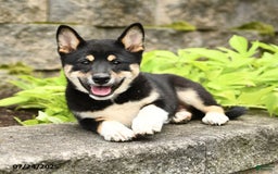 Shiba Inu dogs for sale: Unique - Image 3