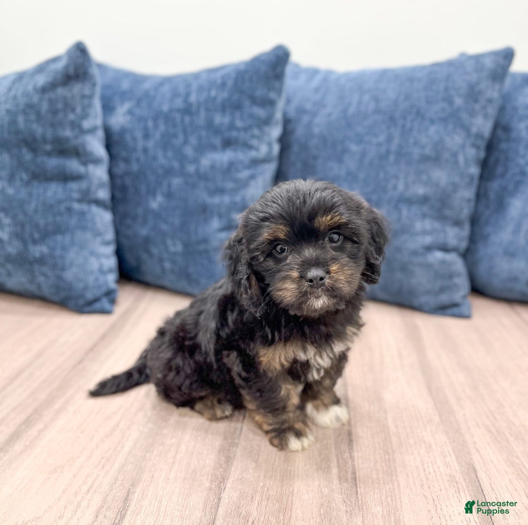 Cavapoo dogs for sale: Luna - Image 4