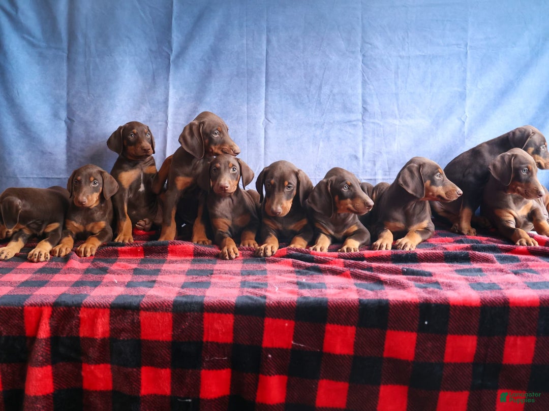 Doberman Pinscher dogs for sale: Diesel - Image 3