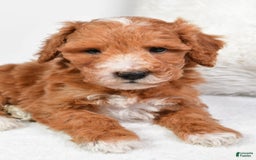  dogs for sale: Justin - Image 6