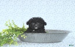 Mini Goldendoodle dogs for sale: Karter - Image 3