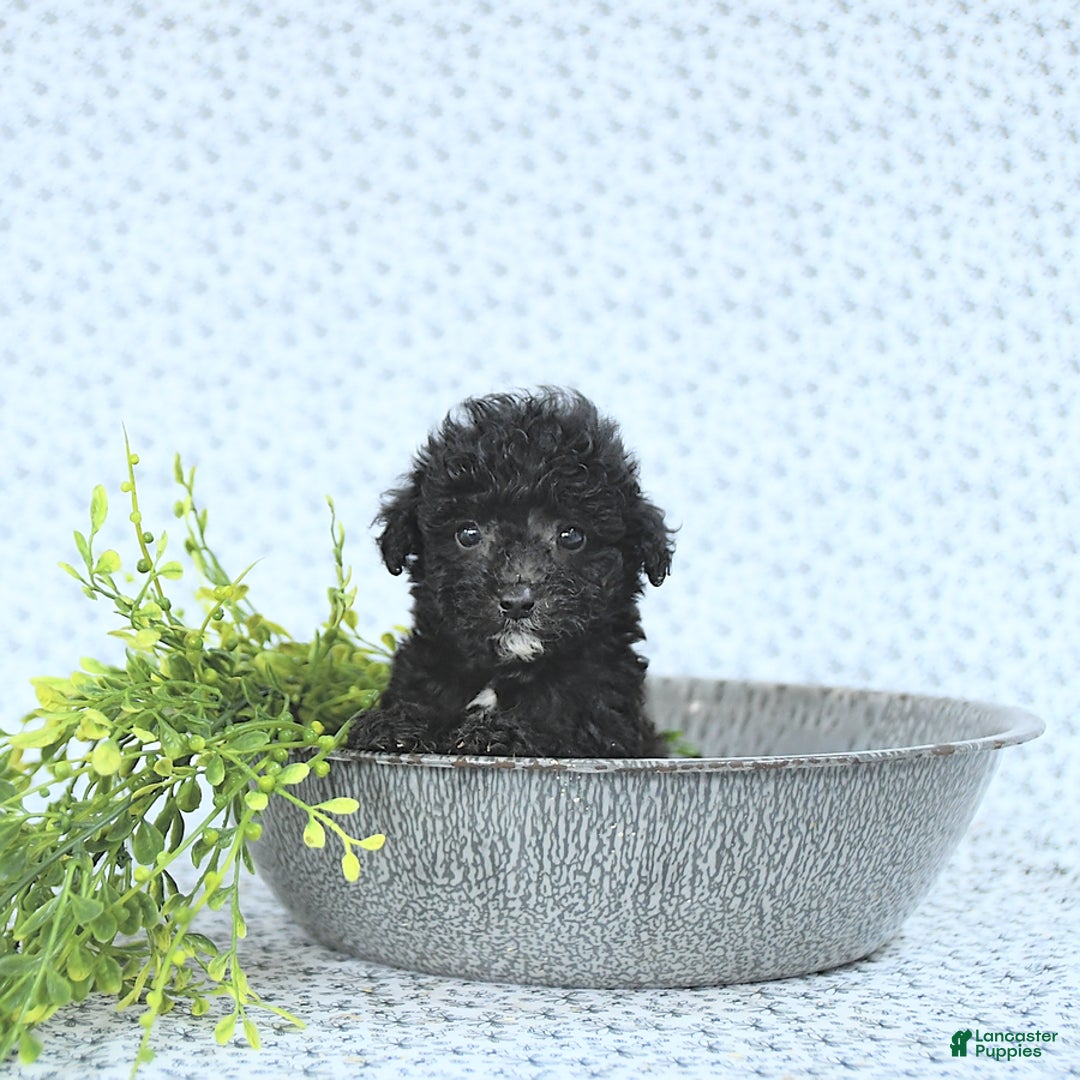 Mini Goldendoodle dogs for sale: Karter - Image 3
