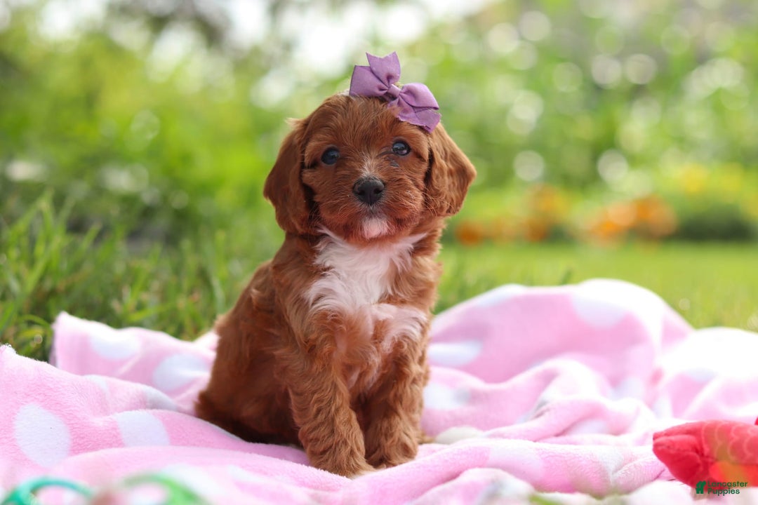 Cavapoo dogs for sale: Polly - Image 8