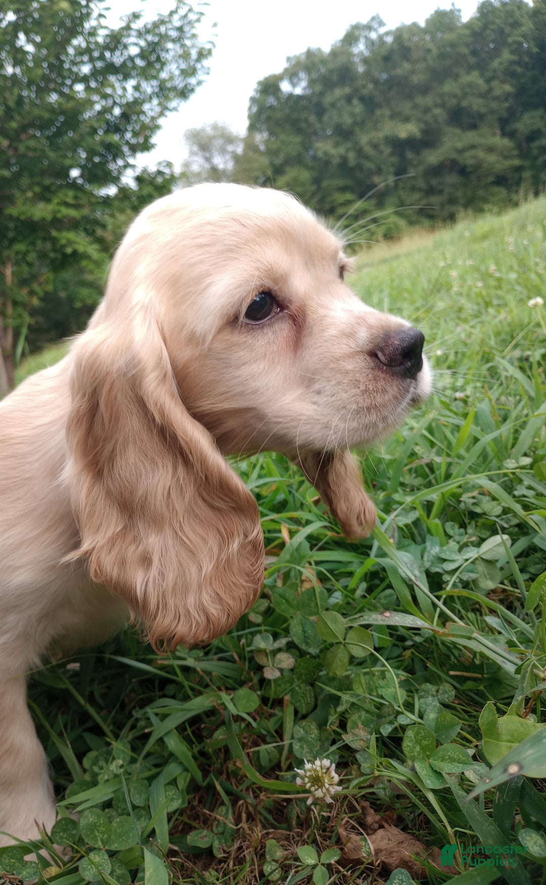 Cocker Spaniel dogs for sale: Marshmallow - Image 22