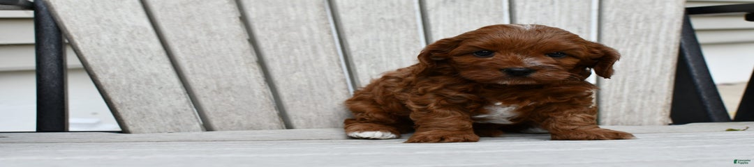 Zoey