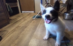categoriesInfo:categoryAttributeOptions.pets.dogs.breed.akita dogs for sale: Mulan - Image 6
