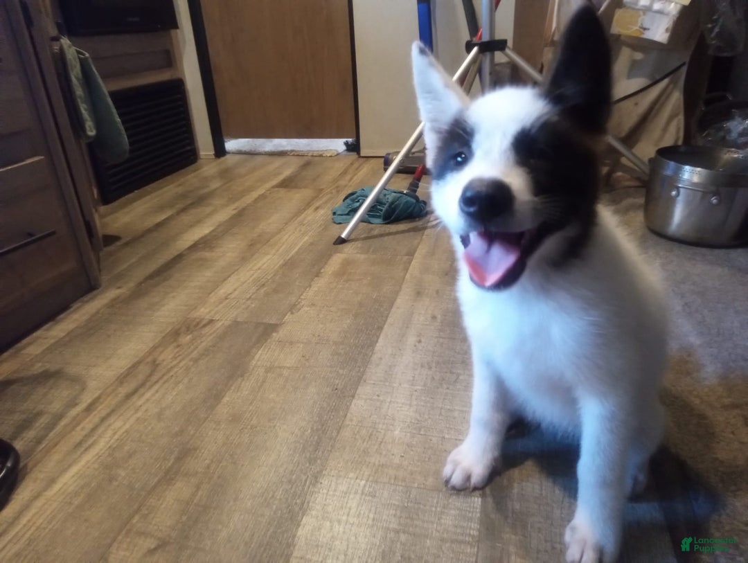 categoriesInfo:categoryAttributeOptions.pets.dogs.breed.akita dogs for sale: Mulan - Image 6