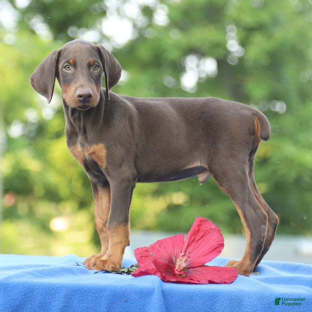 Doberman Pinscher dogs for sale: Ranger - Image 8