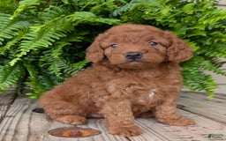 Mini Goldendoodle dogs for sale: Mini -lilly - Image 1