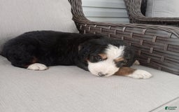 Bernedoodle dogs for sale: Ashton - Image 7