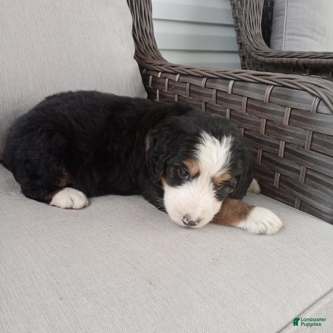 Bernedoodle dogs for sale: Ashton - Image 7