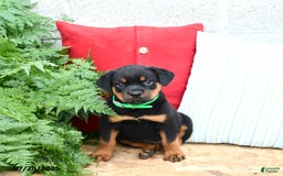 Rottweiler dogs for sale: Ralph - Image 2
