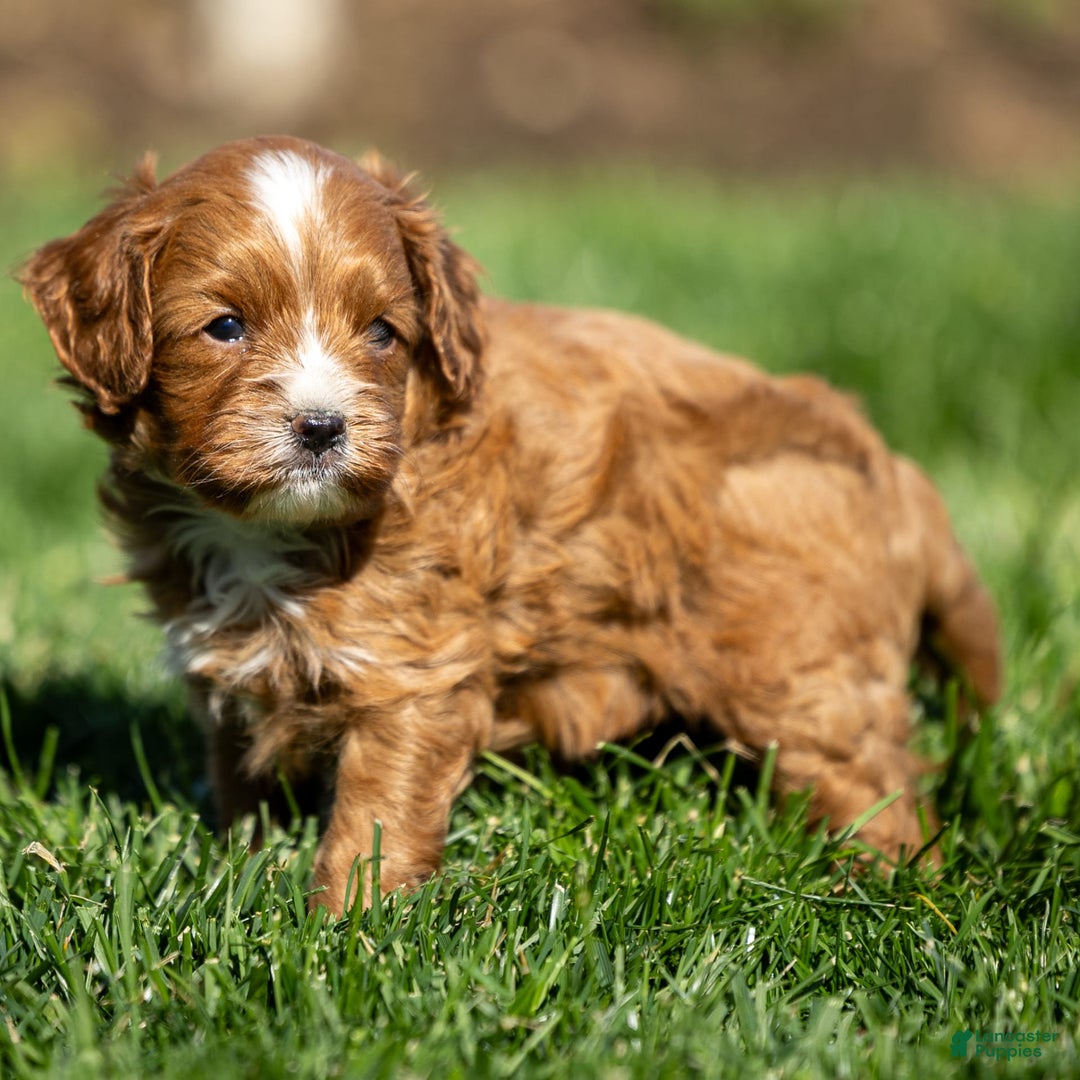 Cavapoo dogs for sale: Toby - Image 7