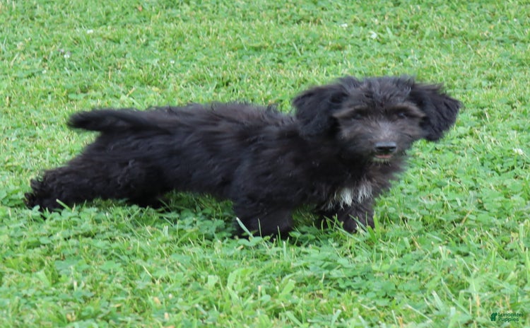 Mini Goldendoodle dogs for sale - Ad 1