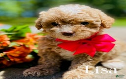 Goldendoodle dogs for sale: Lisa - Image 1