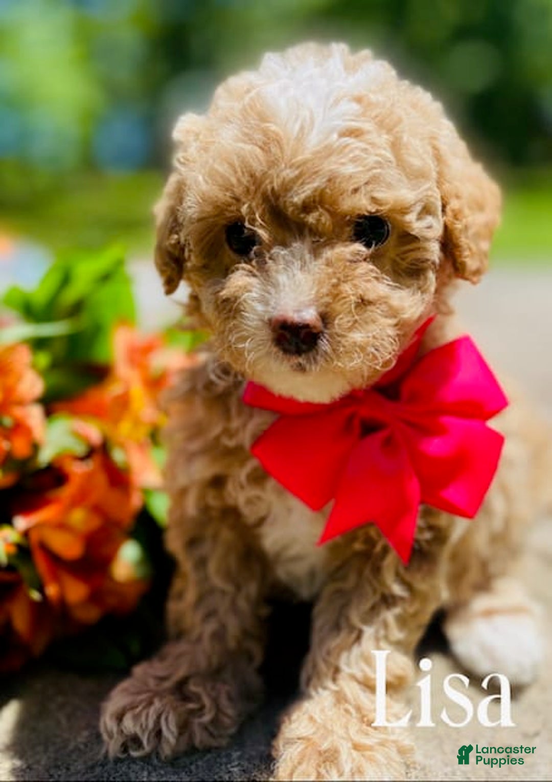 Goldendoodle dogs for sale: Lisa - Image 1