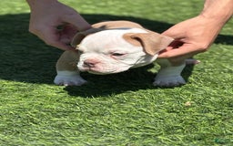 American Bully dogs for sale: Big Boy - Image 1