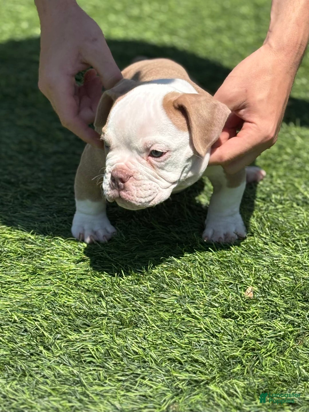 American Bully dogs for sale: Big Boy - Image 1