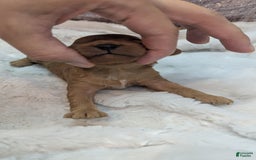 Cavapoo dogs for sale: Hera - Image 17