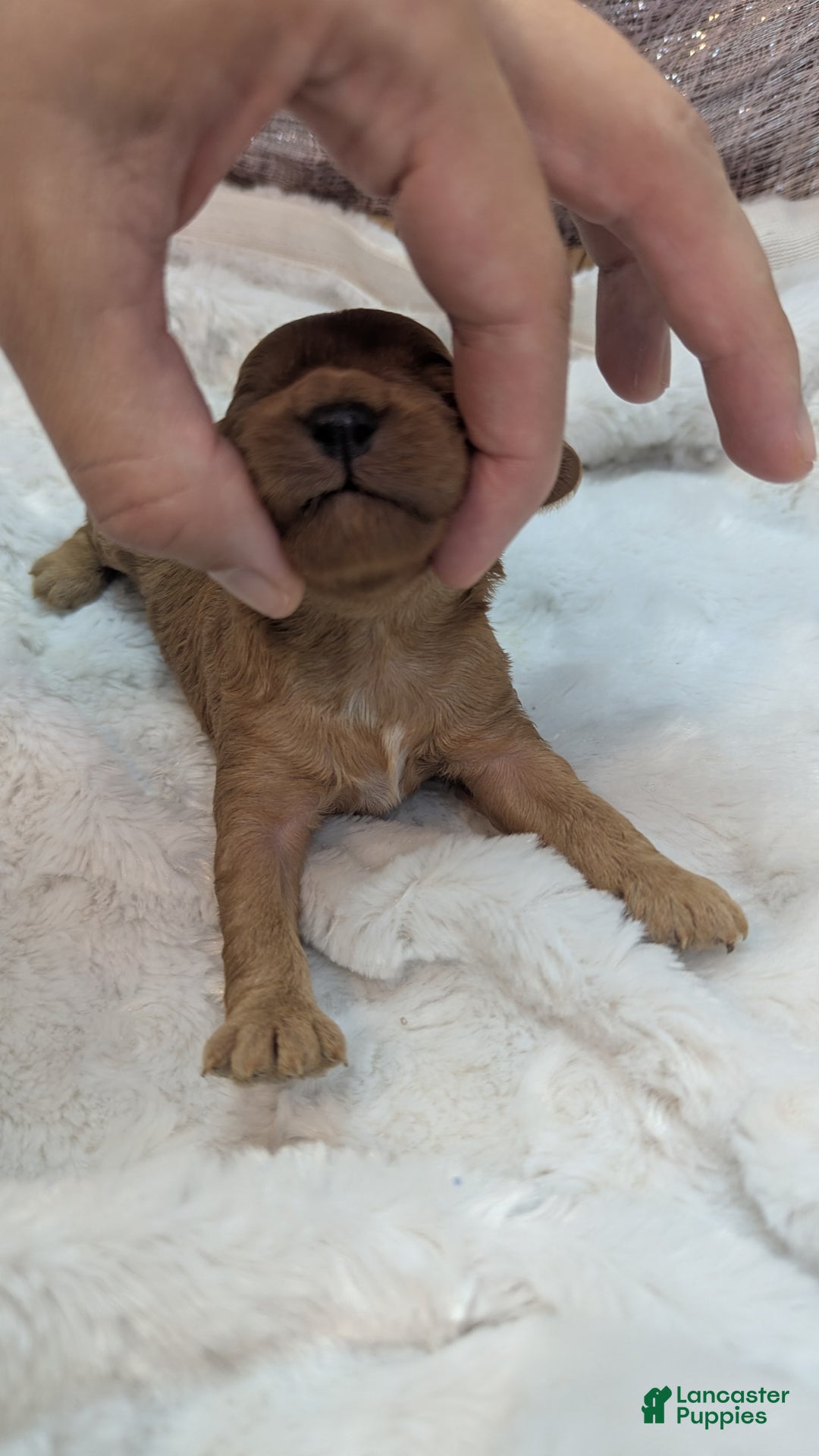 Cavapoo dogs for sale: Hera - Image 17
