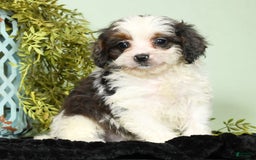 Cavapoo dogs for sale: Lincoln - Image 4