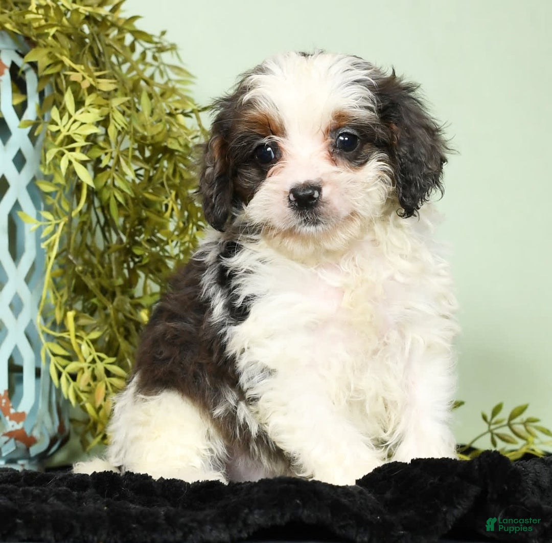 Cavapoo dogs for sale: Lincoln - Image 4