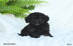 Miniature Poodle dogs for sale: Harmony - Image 4