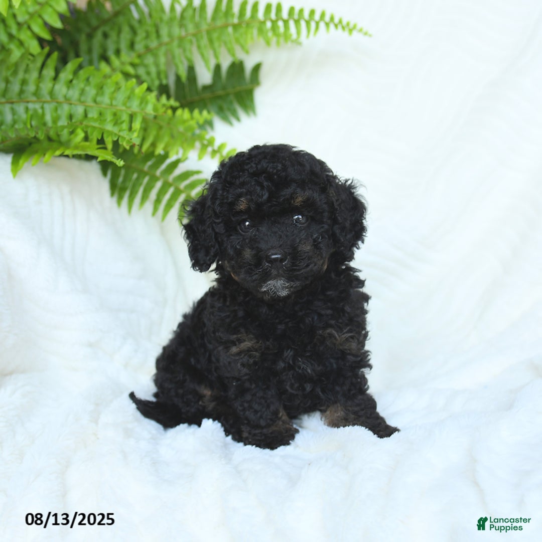 Miniature Poodle dogs for sale: Harmony - Image 4