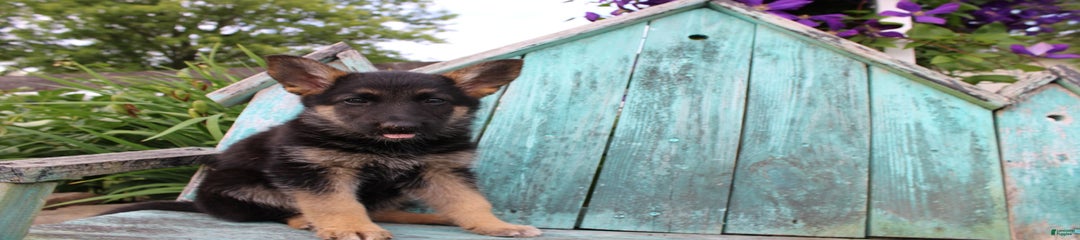 Betsy