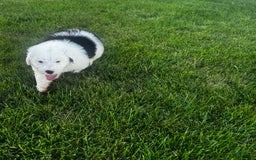 Old English Sheepdog dogs for sale: Iris - Image 5