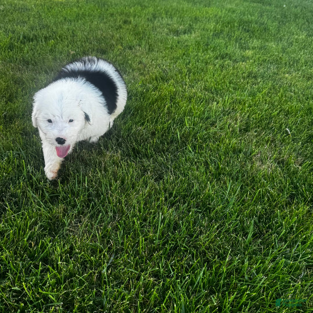 Old English Sheepdog dogs for sale: Iris - Image 5
