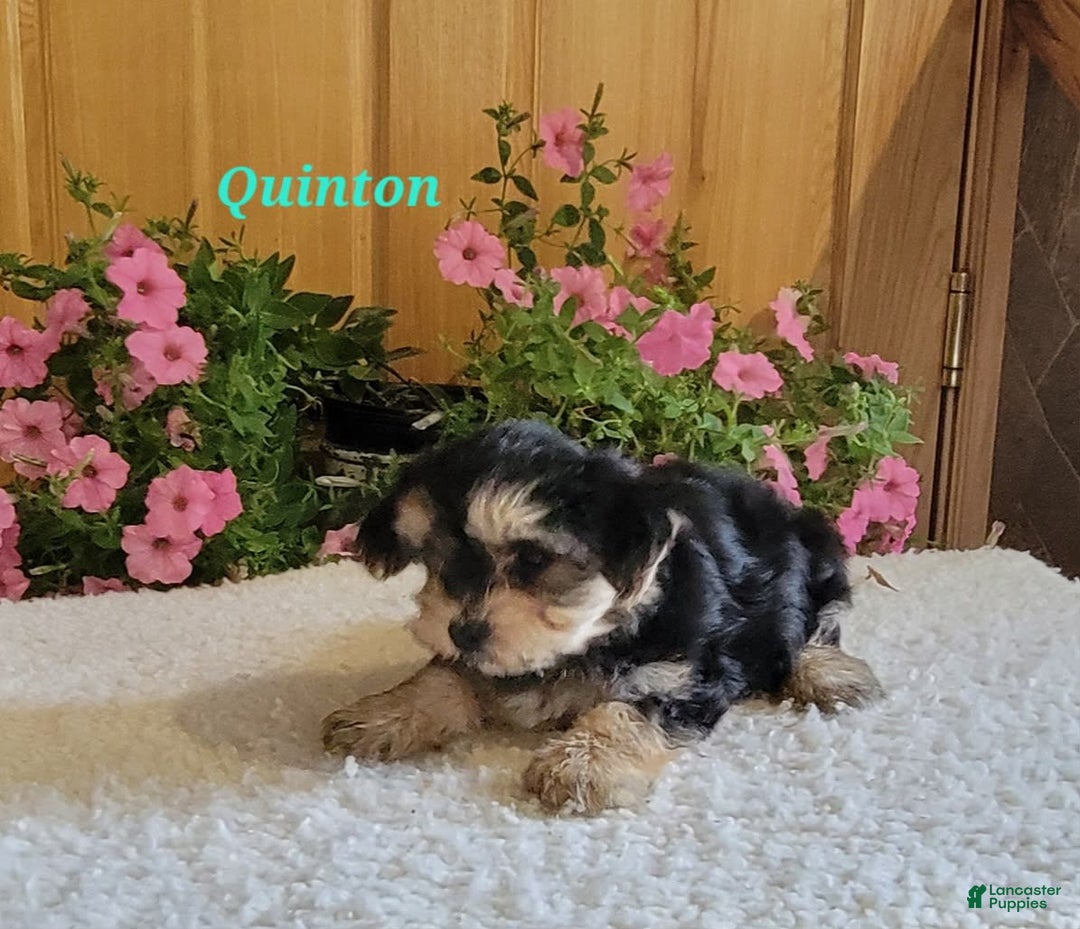 Morkie dogs for sale: Quinton - Image 10