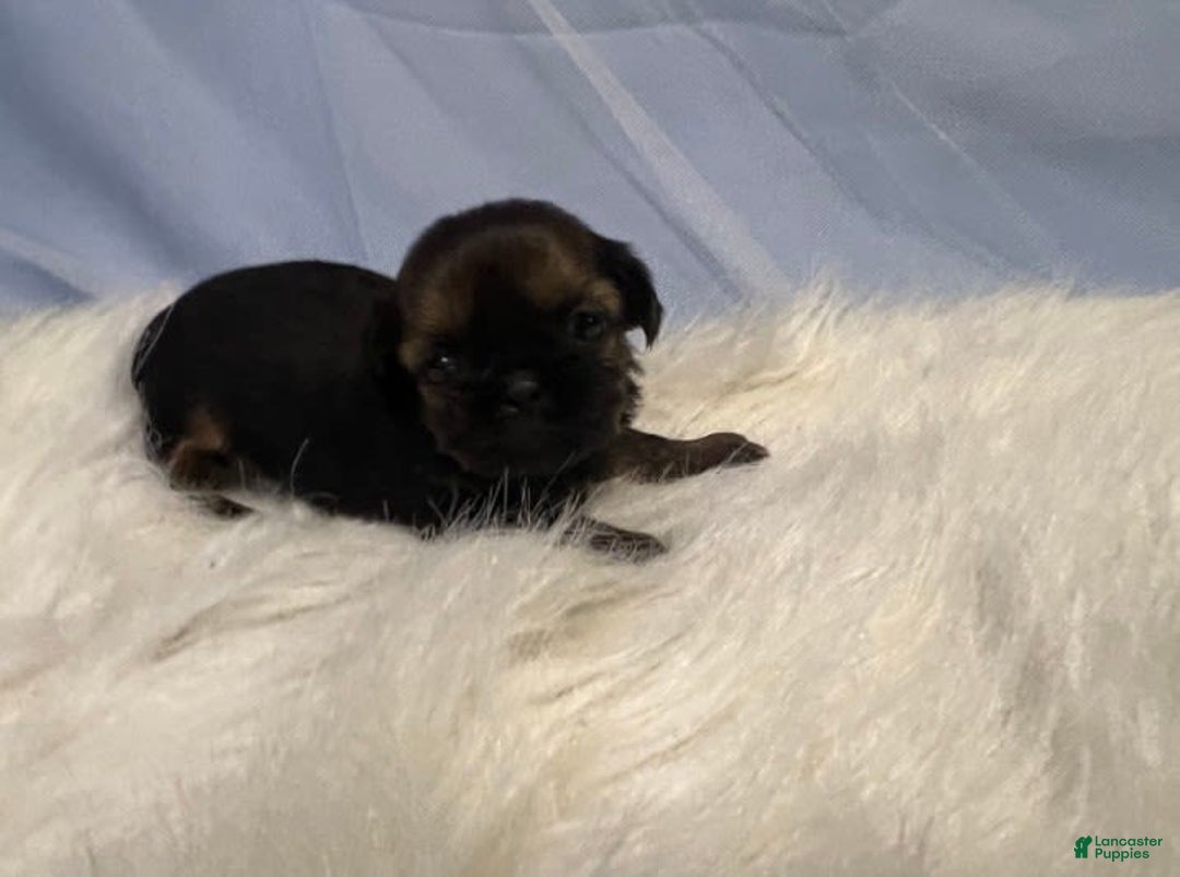 Shih Tzu dogs for sale: Leah - Image 8