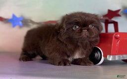 Pekingese dogs for sale: Akc Chocolate Mocha Dna Ofa - Image 3