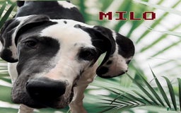 Great Dane dogs for sale: Lilly - Merle - Image 12