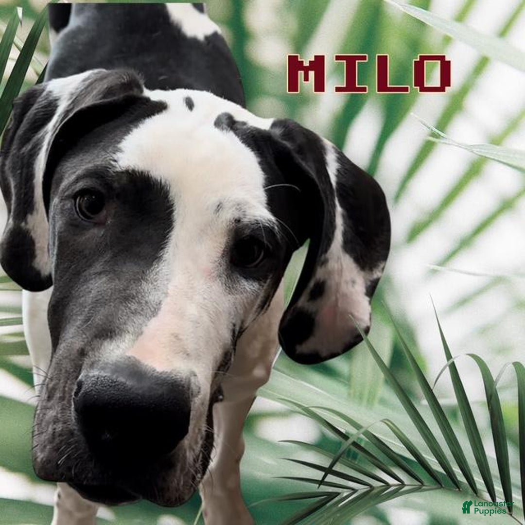 Great Dane dogs for sale: Lilly - Merle - Image 12