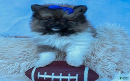 Pomeranian dogs for sale: Bobby - Image 16